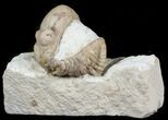 Bargain Enrolled Kainops Trilobite From Oklahoma #45423-2